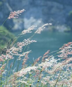 Fototapeta Vzdušná tráva