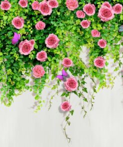 Fototapeta Rose creeper