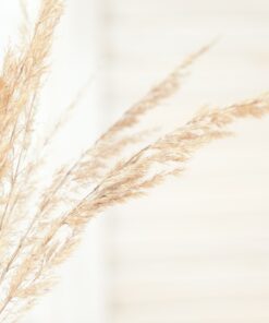 Fototapeta Suchá tráva