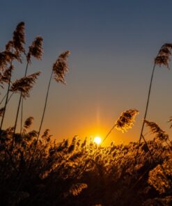 Fototapeta Sunset Grasses