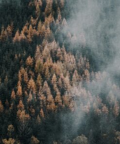 Fototapeta Misty forest