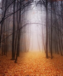 Fototapeta Žlutý les