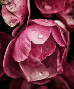 Samolepka na stěnu Růžové pivoňky