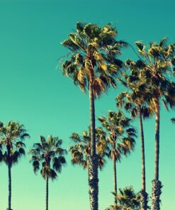 Fototapeta Green Palms 3