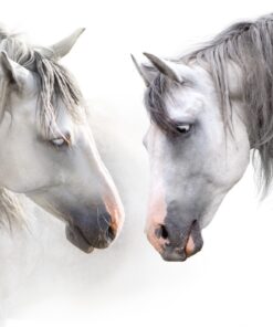 Fototapeta Dva koně