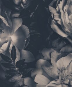 Fototapeta Pivoňky v černé barvě
