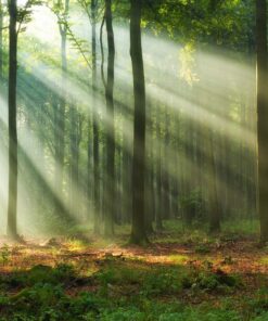 Fototapeta Forest Morning