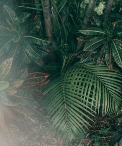 Fototapeta Jungle In The Fog