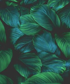 Fototapeta Stín zeleně