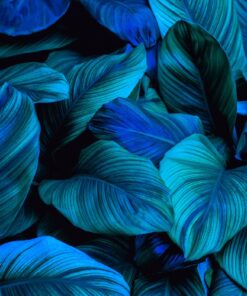 Fototapeta Modrá Zelená