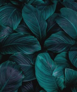 Fototapeta Violet Green 2