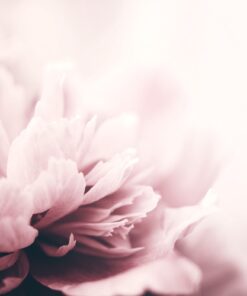 Fototapeta Béžová pivoňka