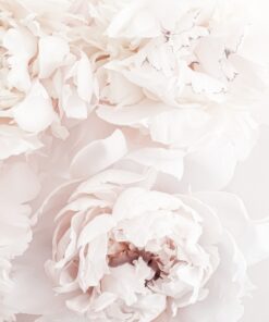 Samolepka na stěnu Pastelové pivoňky