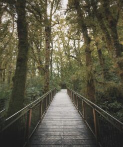 Fototapeta Forest Bridge