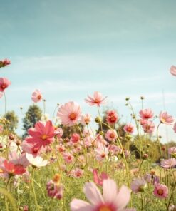 Fototapeta Květiny v zahradě