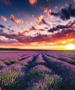 Fototapeta Lavender Field
