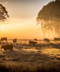 Fototapeta Dobytek na pastvě
