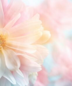 Samolepka na stěnu Růžové pivoňky 2