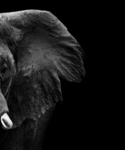 Fototapeta Profil slona