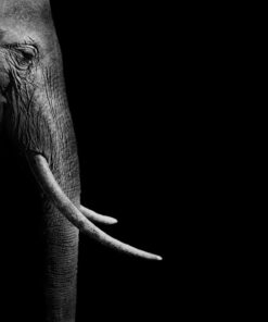 Fototapeta Pravý profil slona