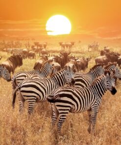 Fototapeta Zebry v parku