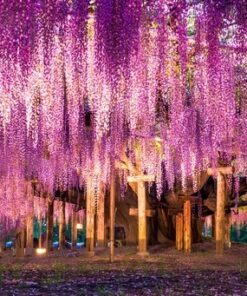 Fototapeta Pink Rain