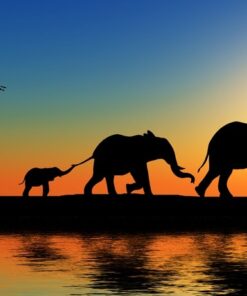 Fototapeta Elephant Family at West