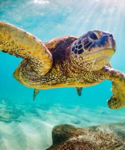 Fototapeta Mořská želva