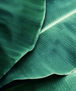 Fototapeta Abstraktní Banánové Listy