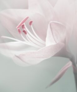 Fototapeta bílá lilie