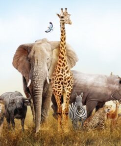 Fototapeta Zvířata na Safari