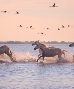 Fototapeta Koně běží na vodě