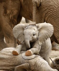 Fototapeta Malý slon