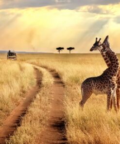 Fototapeta Skupina žiraf na Safari