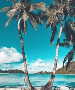 Fototapeta Dvě palmy na pláži