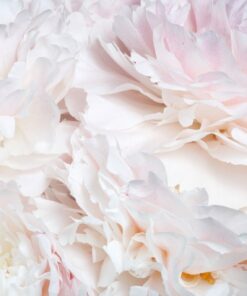 Samolepka na stěnu Abstraktní pivoňky