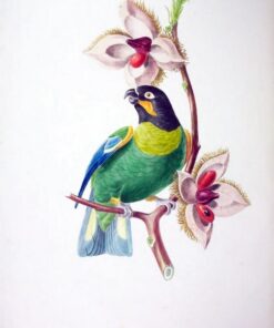 Fototapeta Ilustrace s ptákem