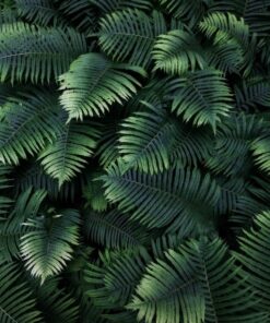 Fototapeta Tropical Fern Leaves