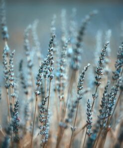 Fototapeta Modrá levandule