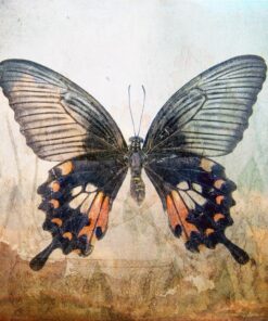 Fototapeta Obří motýl