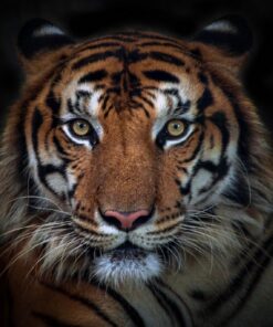 Fototapeta Angry Tiger