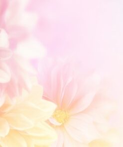 Fototapeta Romantické jiřiny