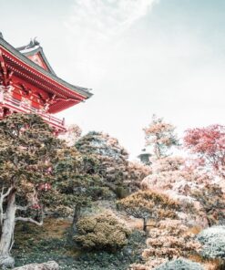 Fototapeta Japonská čajová zahrada