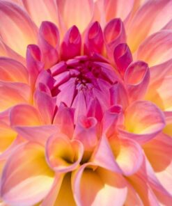 Fototapeta Dahlia květina 2