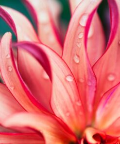 Fototapeta Růžový květ Marco