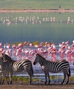 Fototapeta Zebry At Crater