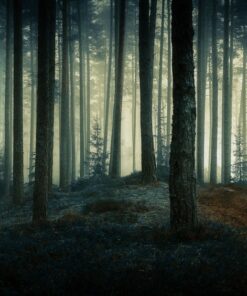 Fototapeta Temný les 2