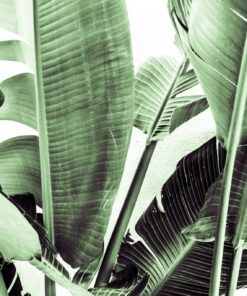 Fototapeta Banánové listy 2