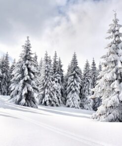 Fototapeta Zimní krajina 2