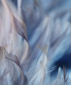 Fototapeta Modré peří 5